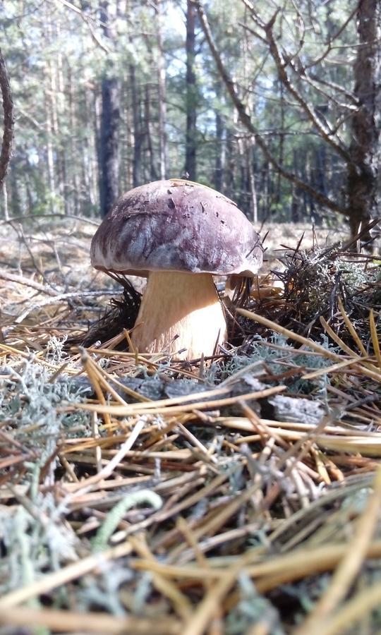 Pulemchanka Pulemets Εξωτερικό φωτογραφία